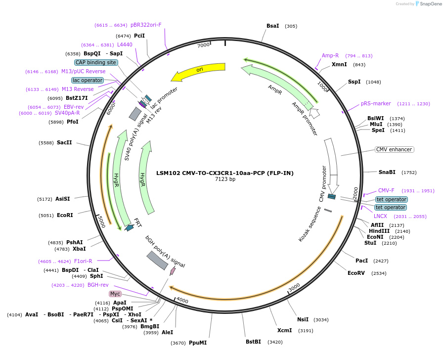 233404-plasmid-map-sequence-id-476096