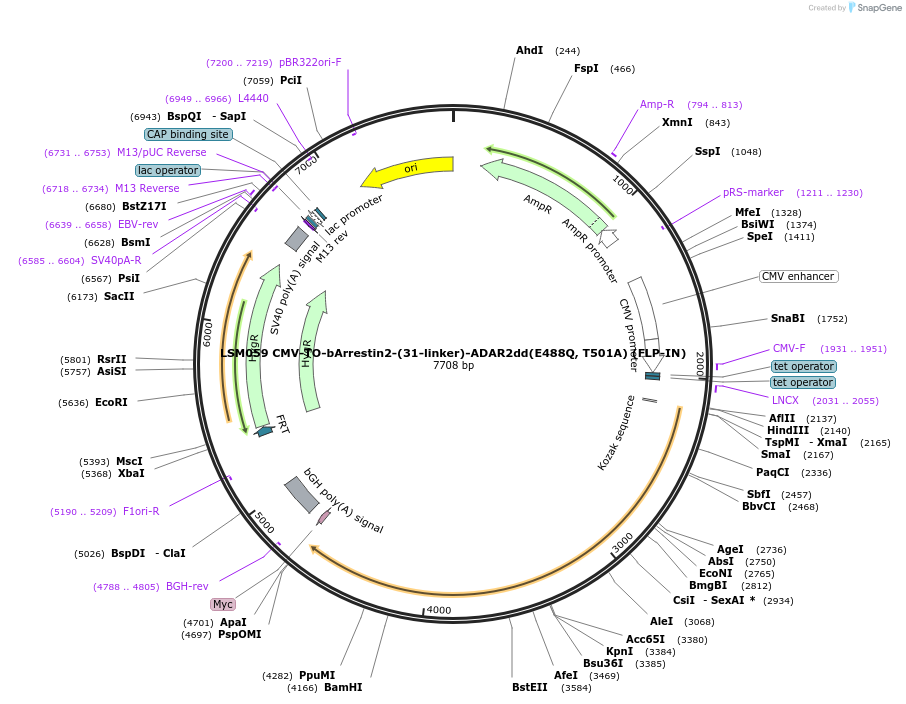 233407-plasmid-map-sequence-id-476097