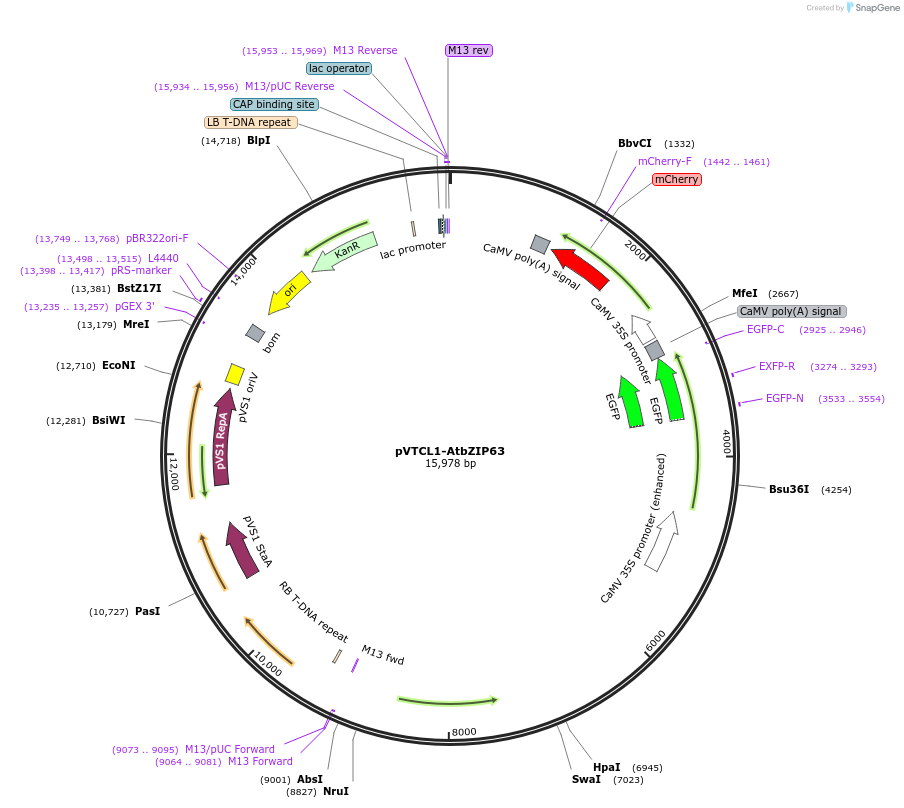 234923-plasmid-map-sequence-id-476119