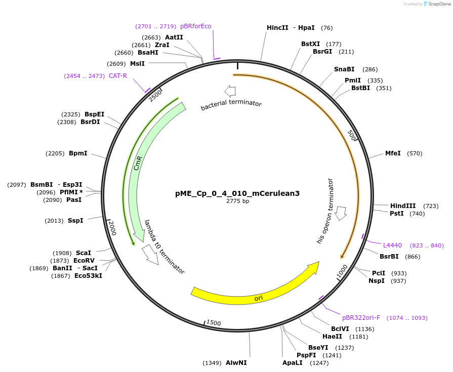235897-plasmid-map-sequence-id-476131