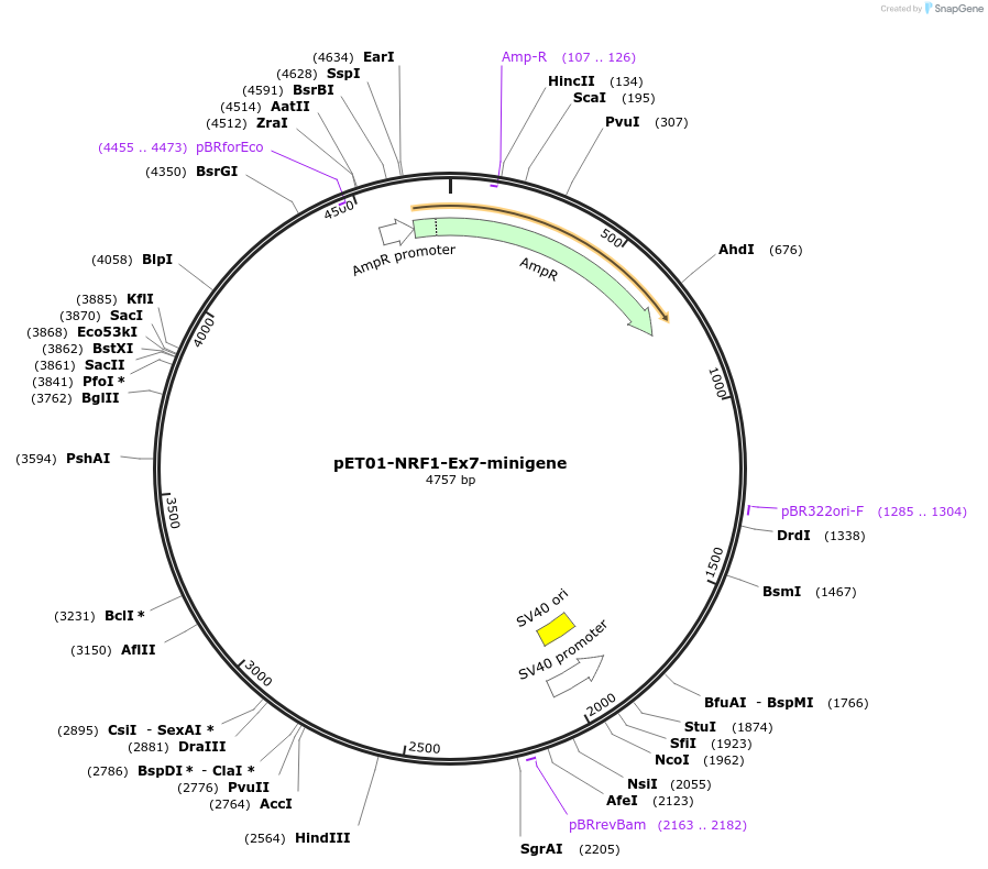 237459-plasmid-map-sequence-id-476143