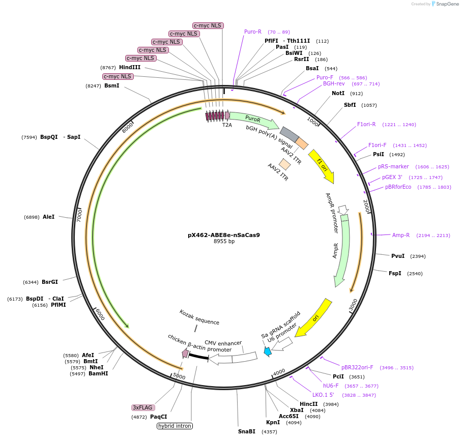 237462-plasmid-map-sequence-id-476147