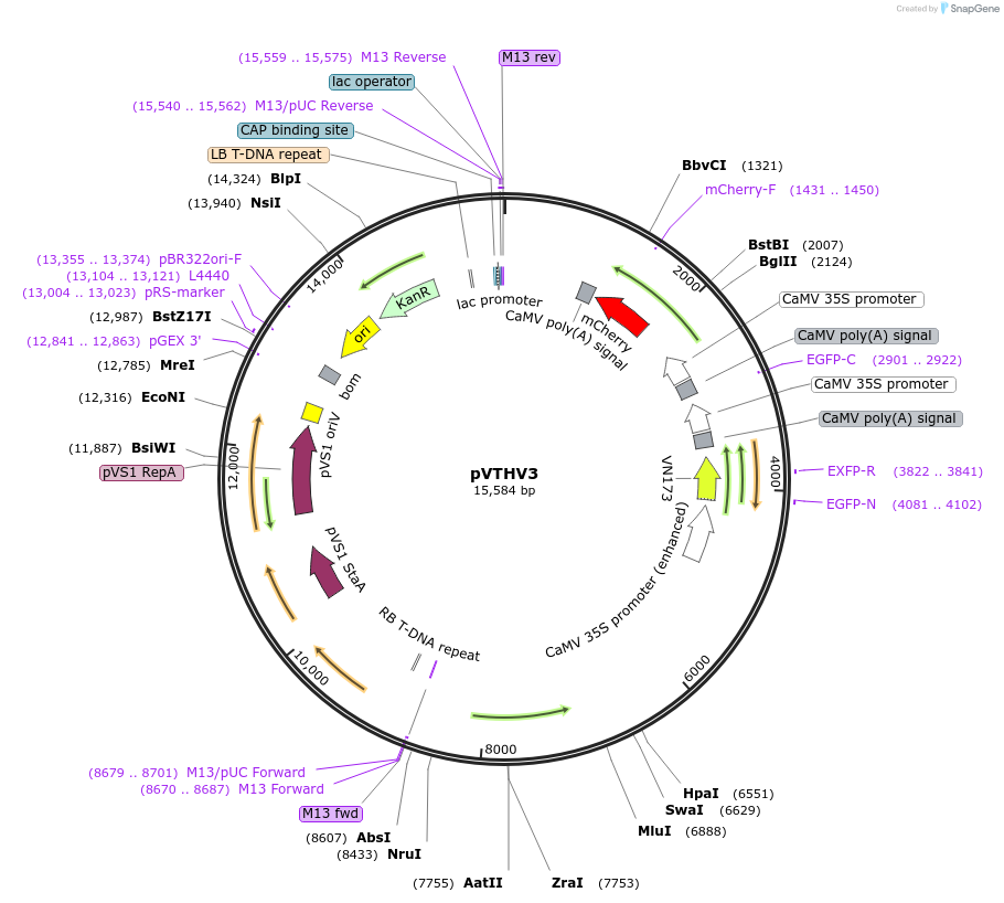 234924-plasmid-map-sequence-id-476151