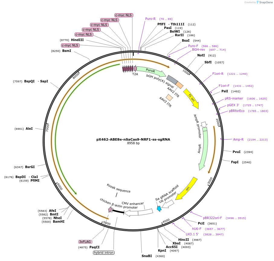 237468-plasmid-map-sequence-id-476153