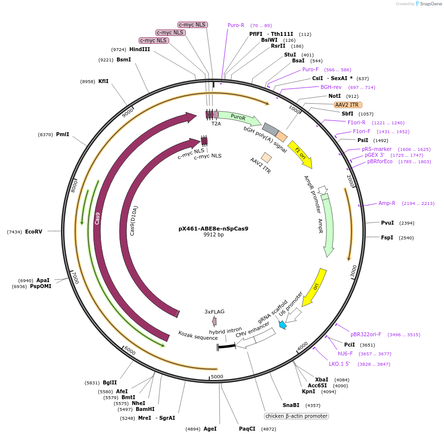 237460-plasmid-map-sequence-id-476159