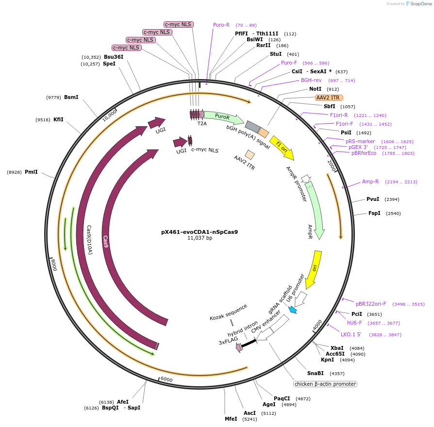 237461-plasmid-map-sequence-id-476160