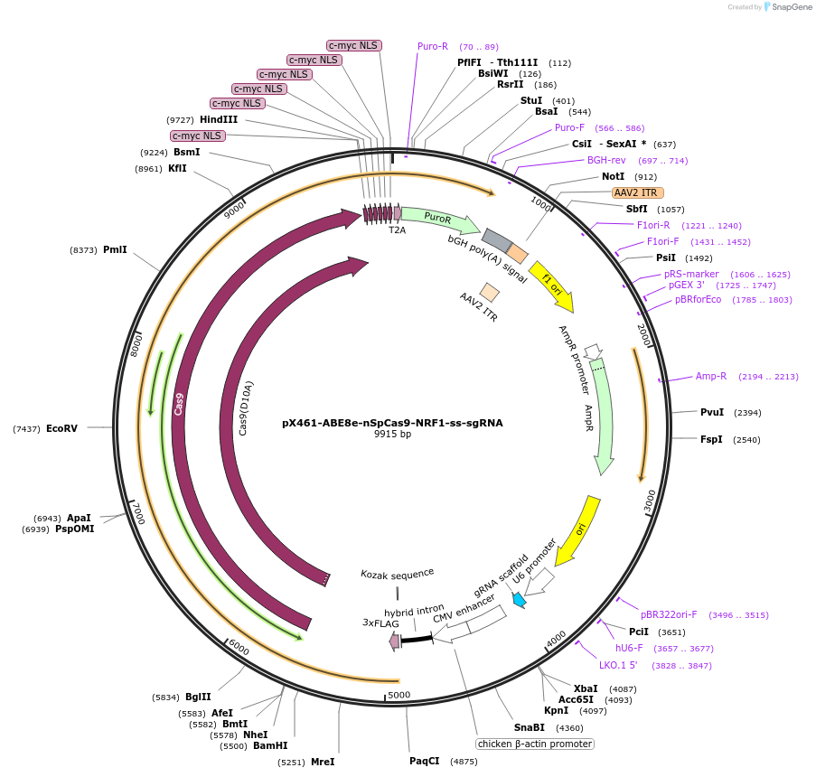 237466-plasmid-map-sequence-id-476162