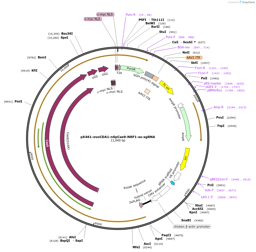 237467-plasmid-map-sequence-id-476164