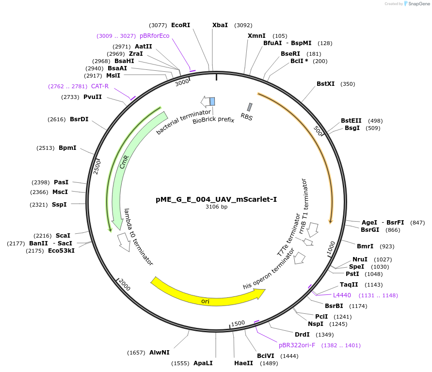235974-plasmid-map-sequence-id-476166