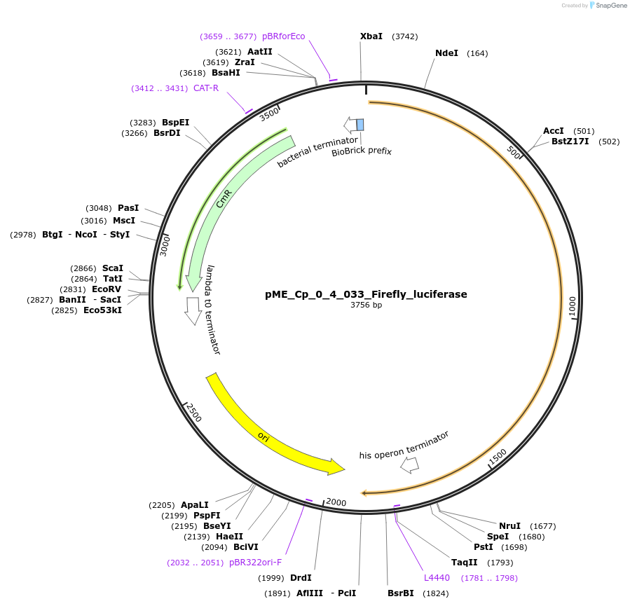 235902-plasmid-map-sequence-id-476167