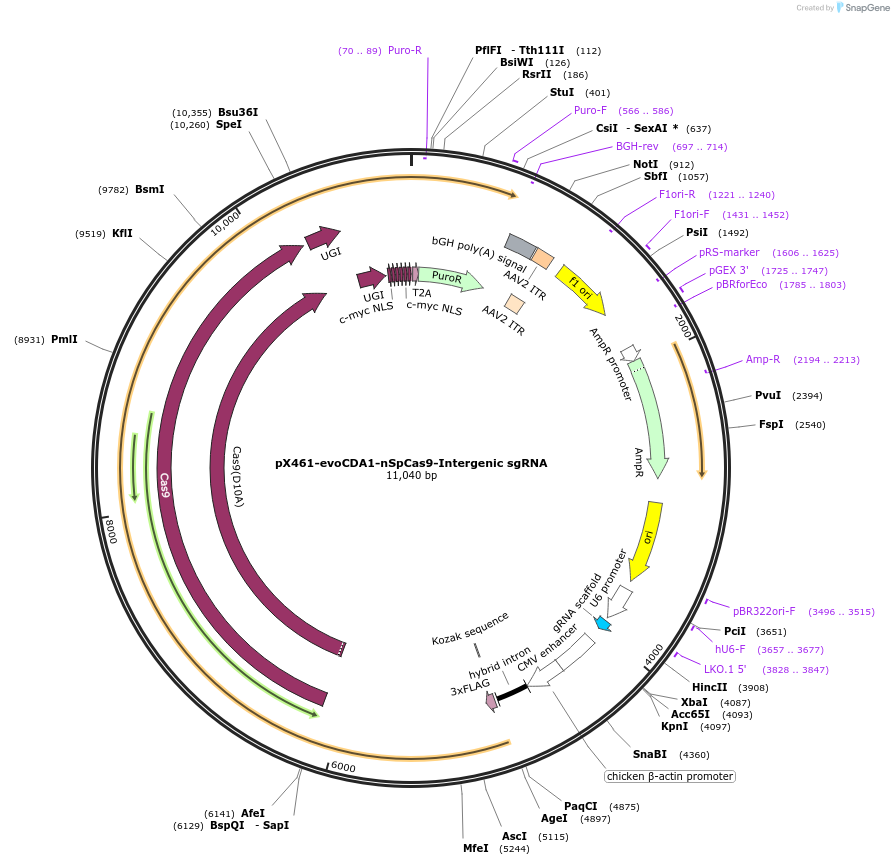 237464-plasmid-map-sequence-id-476178