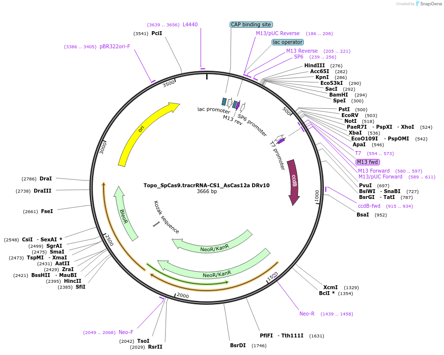 237553-plasmid-map-sequence-id-476179