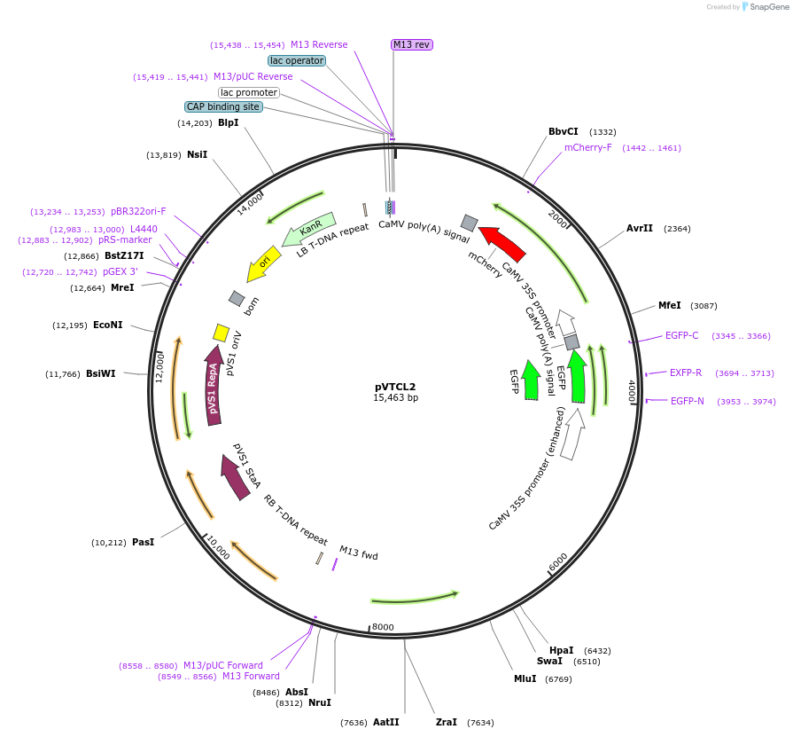 234920-plasmid-map-sequence-id-476180