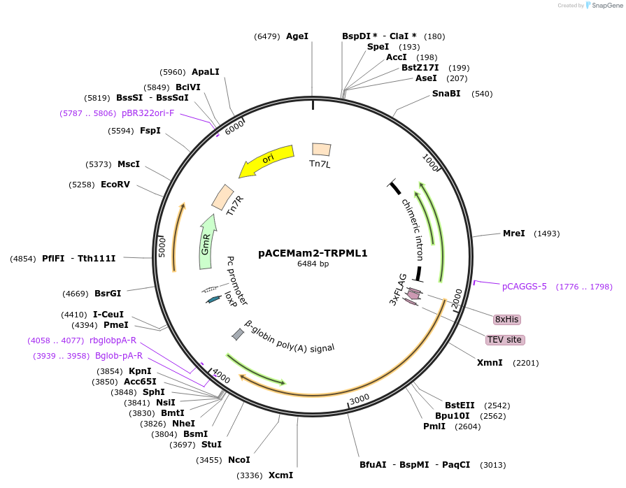 238303-plasmid-map-sequence-id-476185