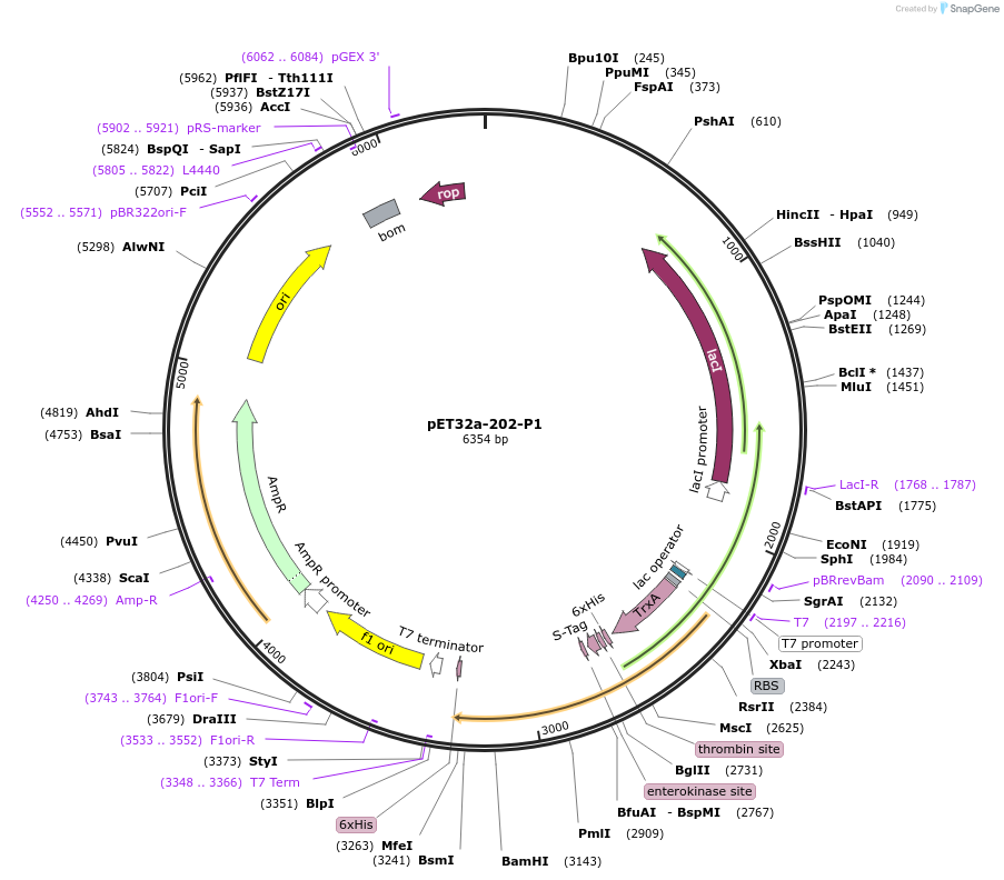 236497-plasmid-map-sequence-id-476186