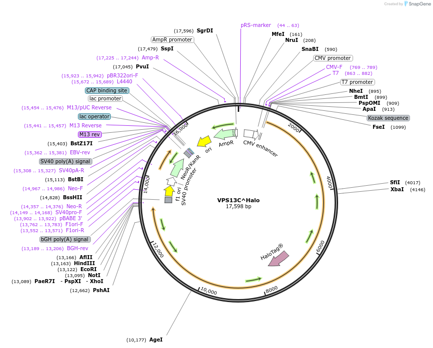 232864-plasmid-map-sequence-id-476187