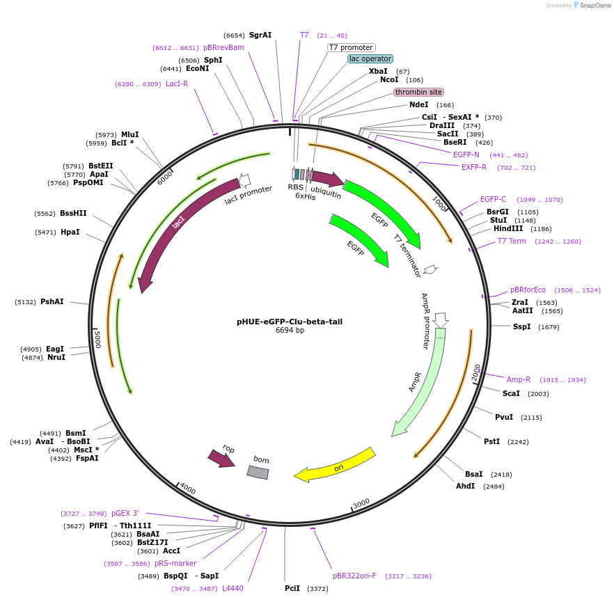 234891-plasmid-map-sequence-id-476189