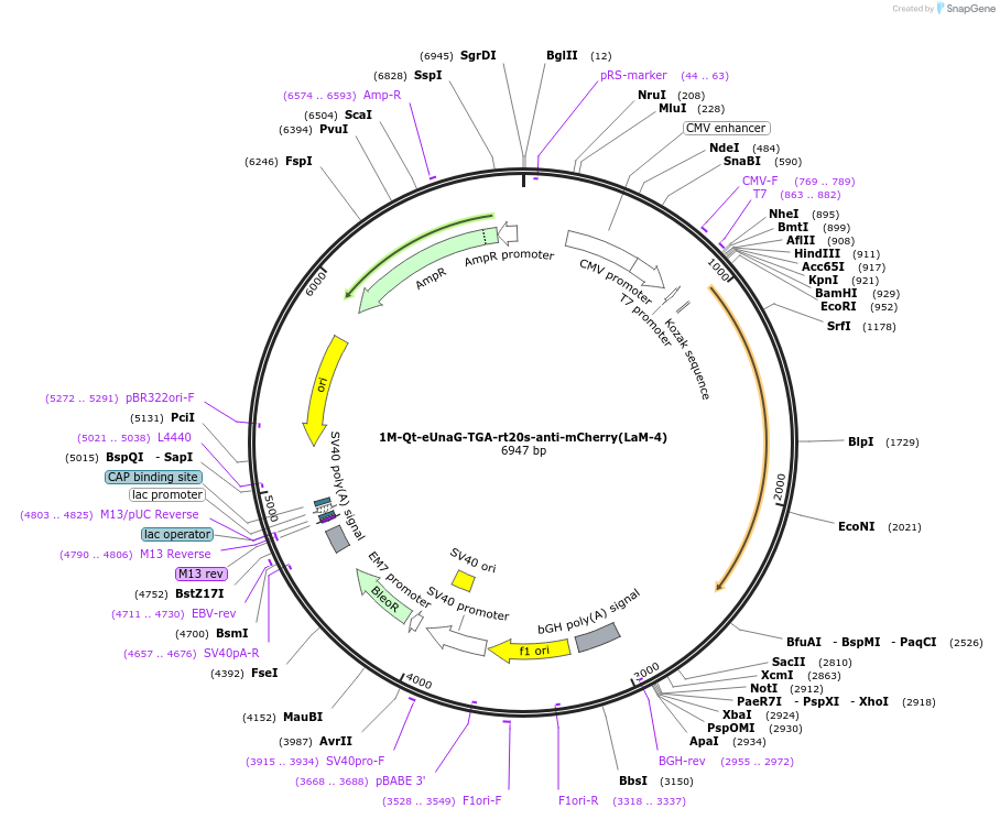 238894-plasmid-map-sequence-id-476197