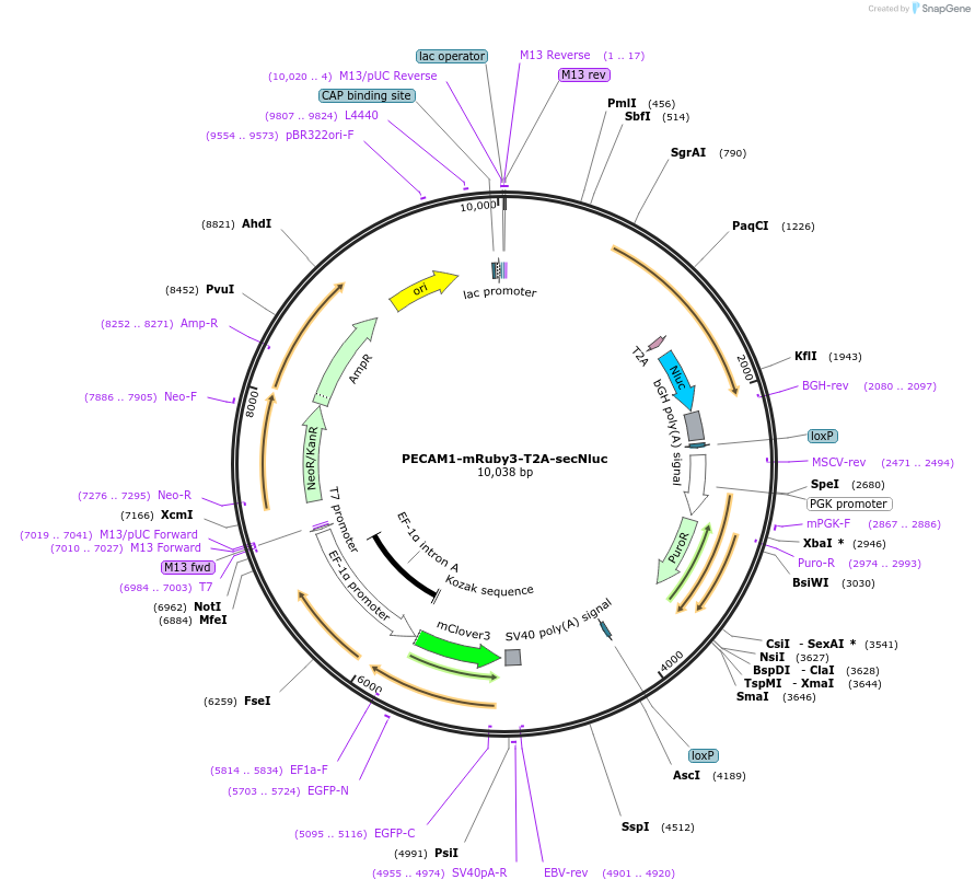 235607-plasmid-map-sequence-id-476202