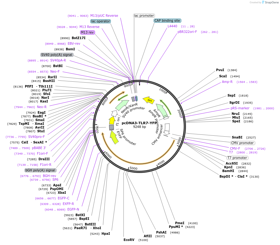13022-plasmid-map-sequence-id-476228
