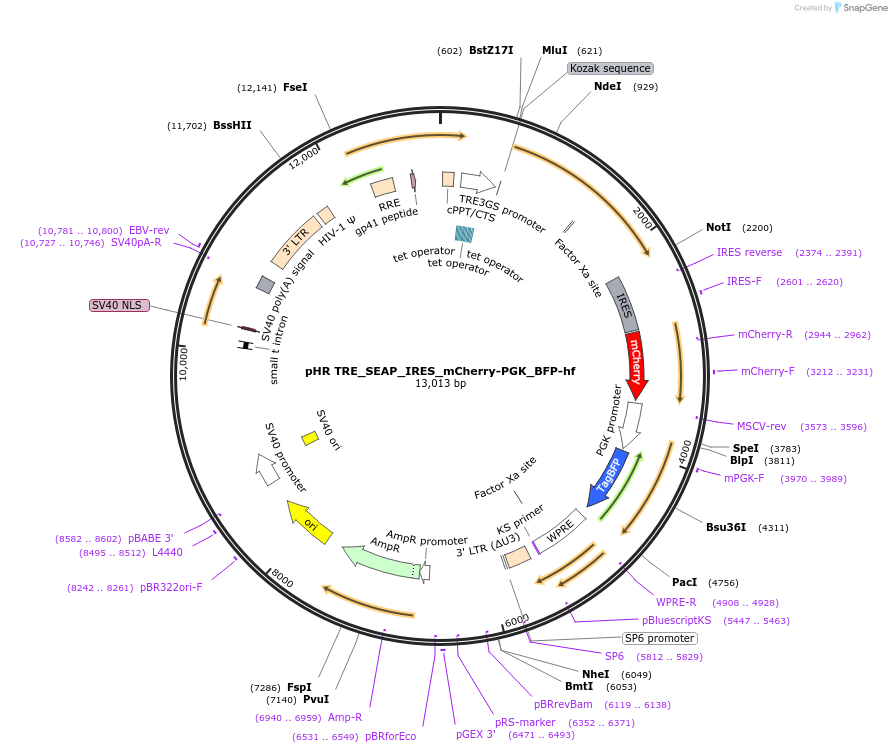 223535-plasmid-map-sequence-id-476232