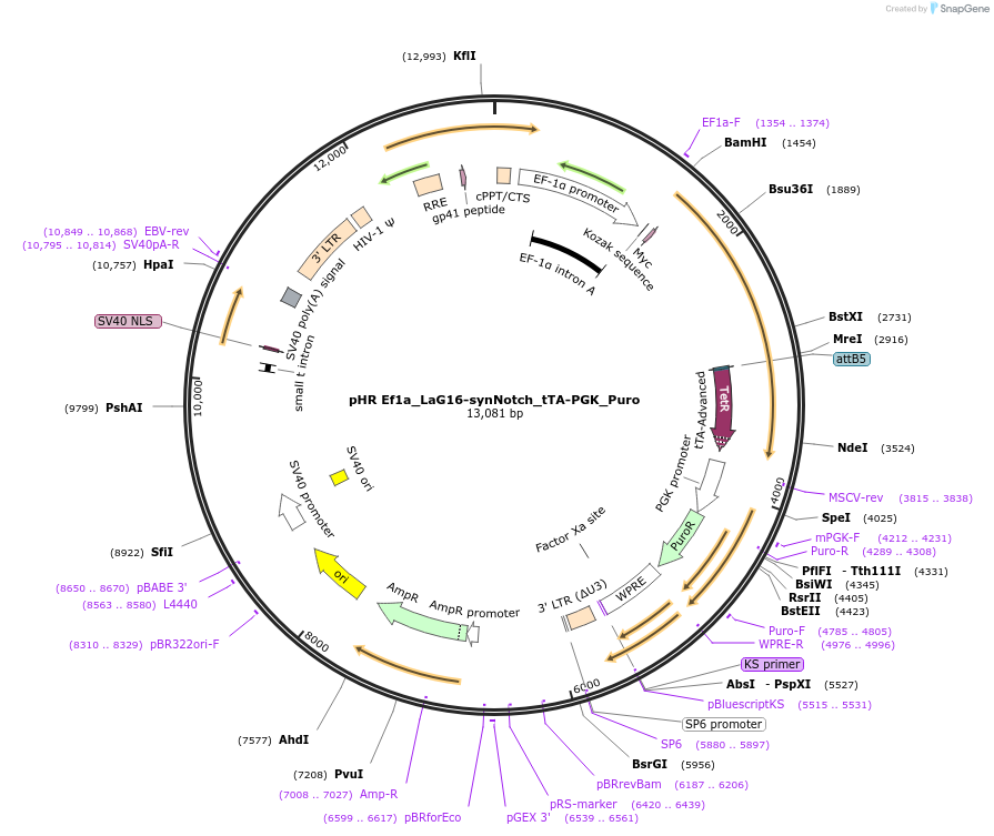 223536-plasmid-map-sequence-id-476233