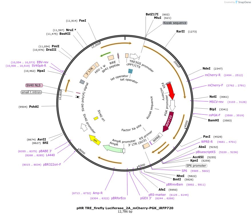 223543-plasmid-map-sequence-id-476234