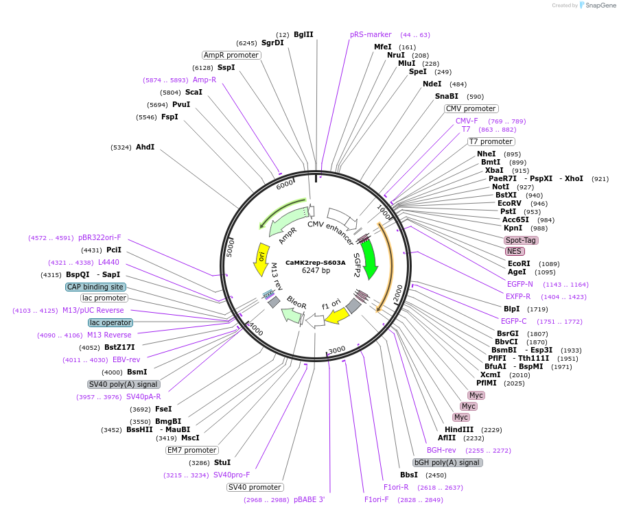 239623-plasmid-map-sequence-id-476237