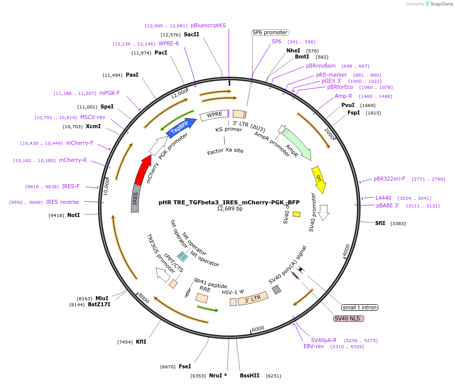 223548-plasmid-map-sequence-id-476238