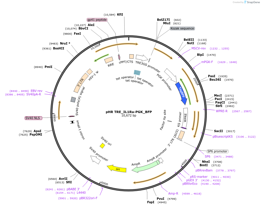 223549-plasmid-map-sequence-id-476239