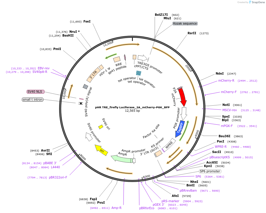 223539-plasmid-map-sequence-id-476240