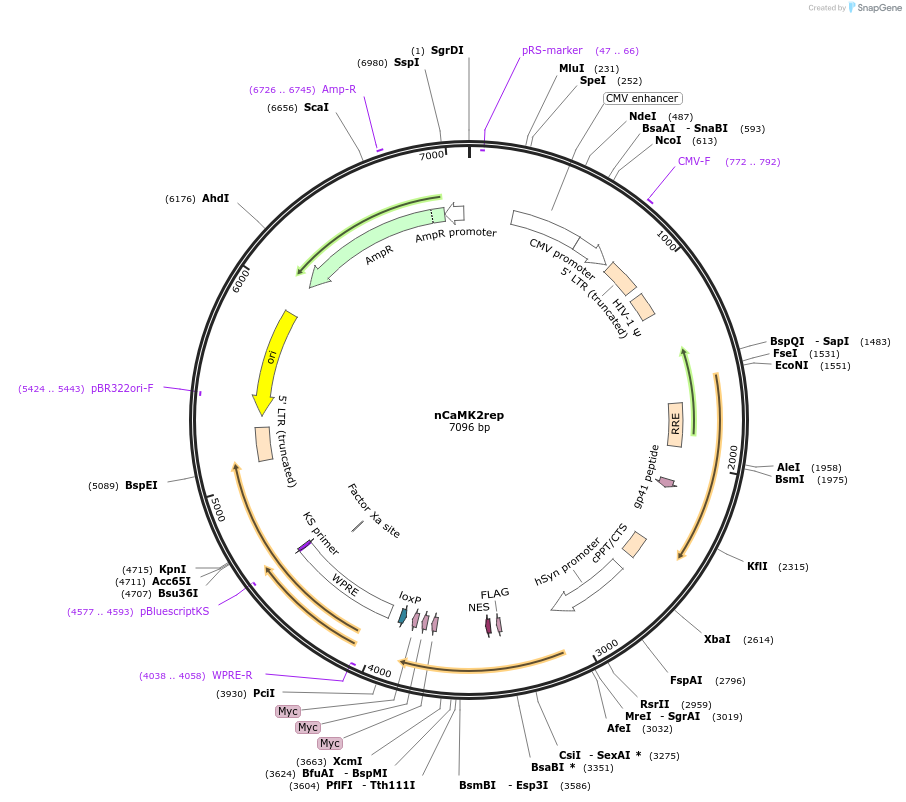239624-plasmid-map-sequence-id-476245