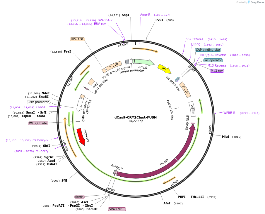 200967-plasmid-map-sequence-id-476274