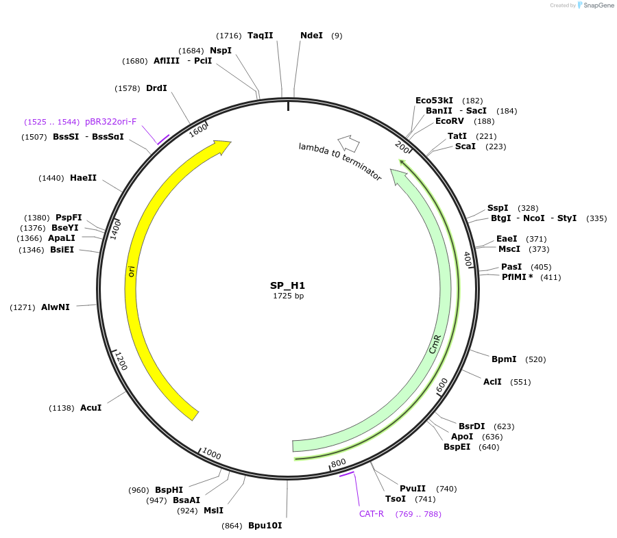 228187-plasmid-map-sequence-id-476276