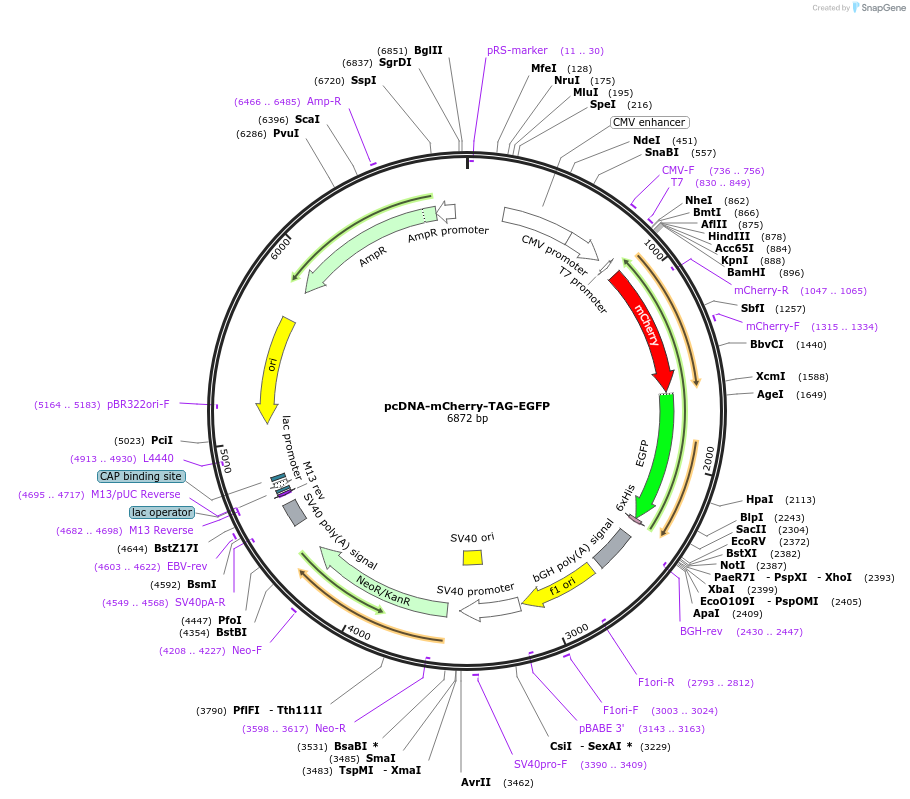 232156-plasmid-map-sequence-id-476290