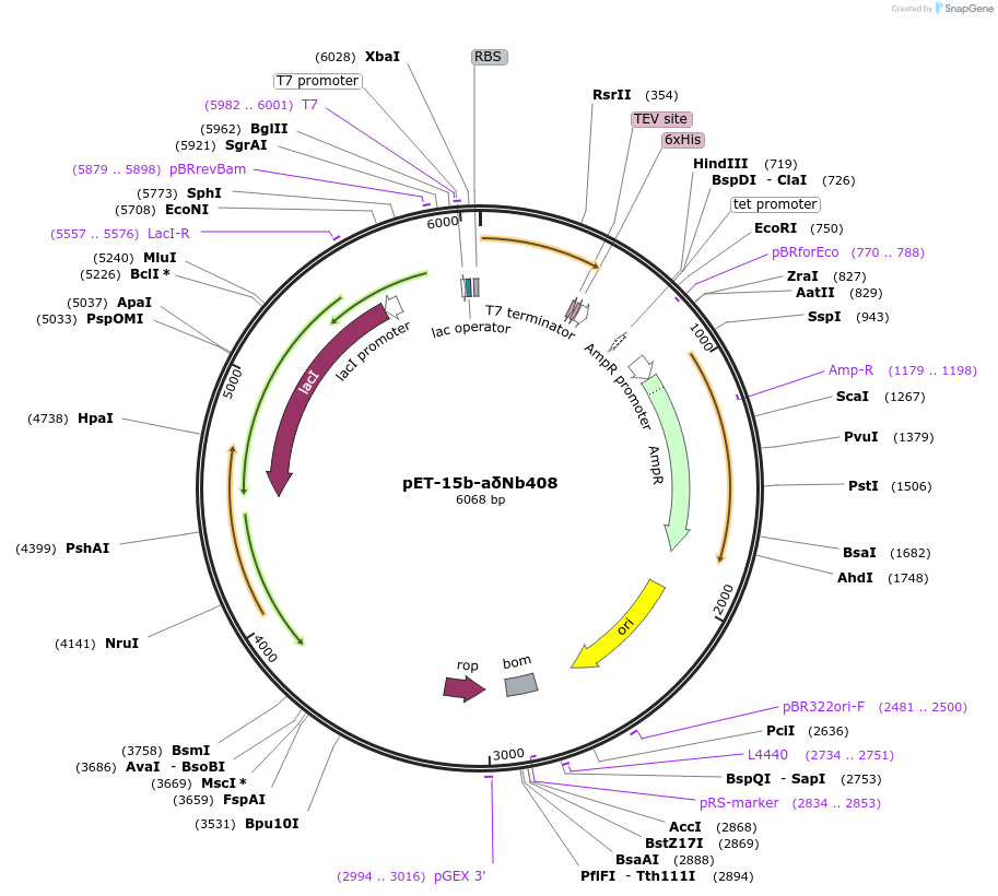 220321-plasmid-map-sequence-id-476294