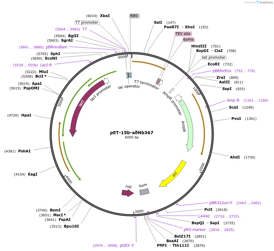 220320-plasmid-map-sequence-id-476295