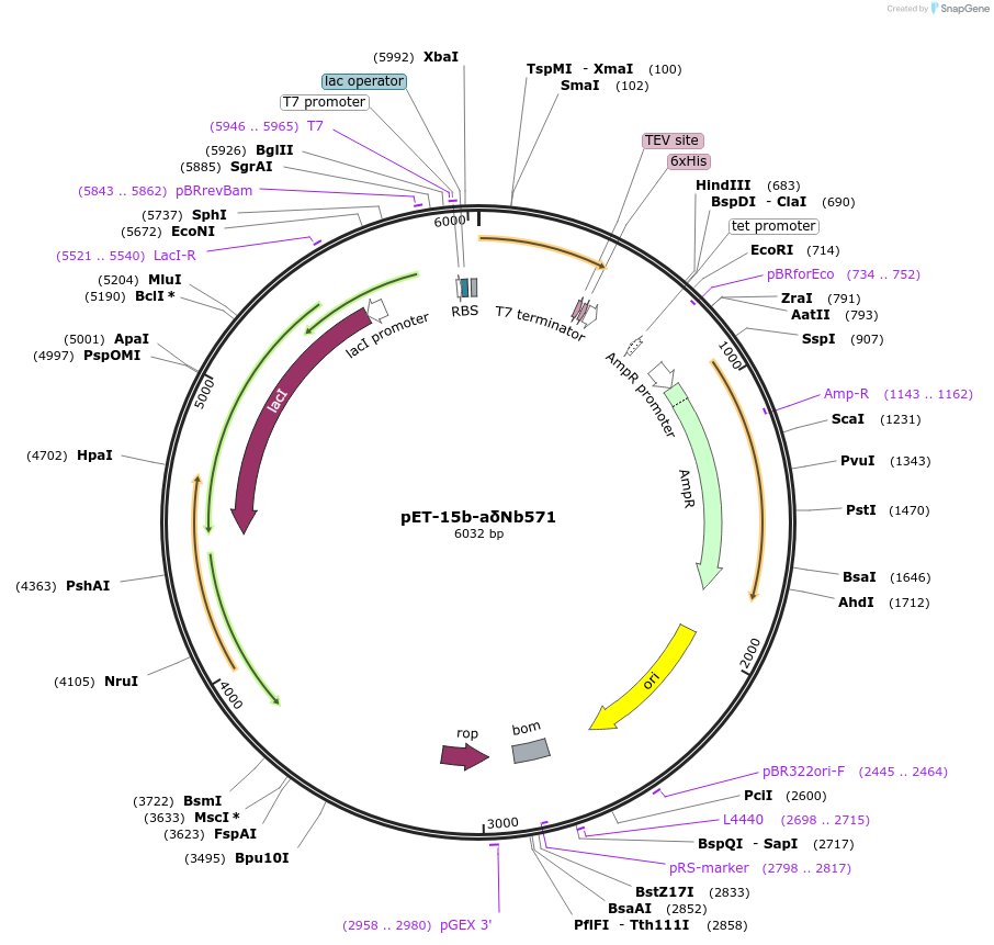 220322-plasmid-map-sequence-id-476299