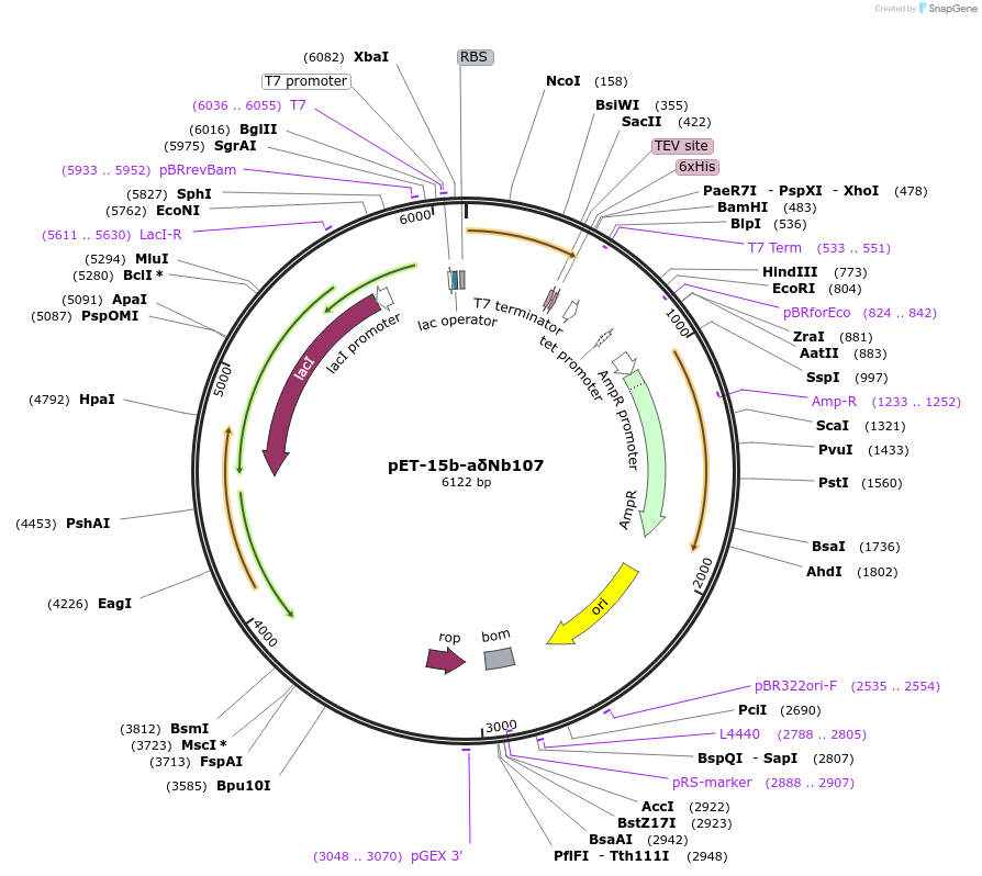 220319-plasmid-map-sequence-id-476300