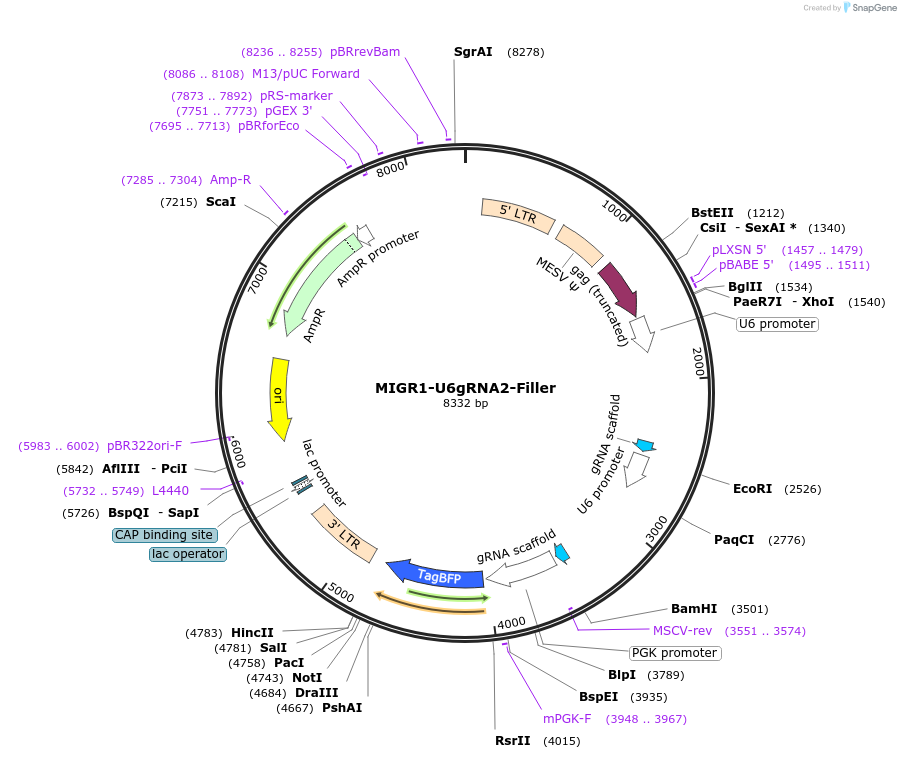237401-plasmid-map-sequence-id-476301