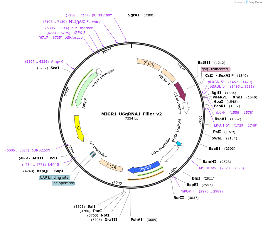 237400-plasmid-map-sequence-id-476302