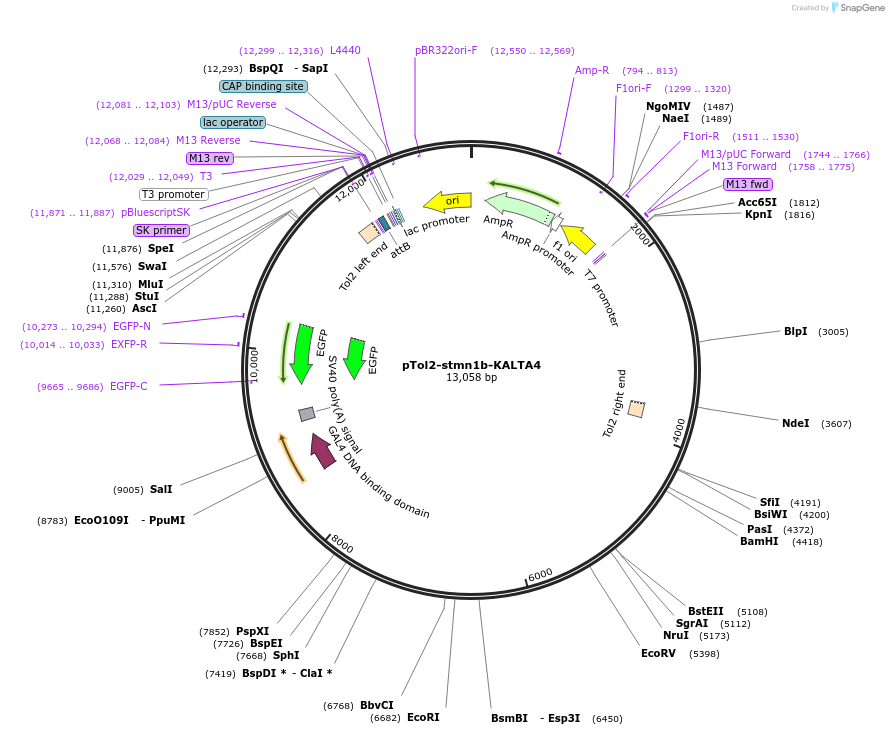 239987-plasmid-map-sequence-id-476303