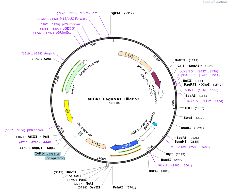 237399-plasmid-map-sequence-id-476304