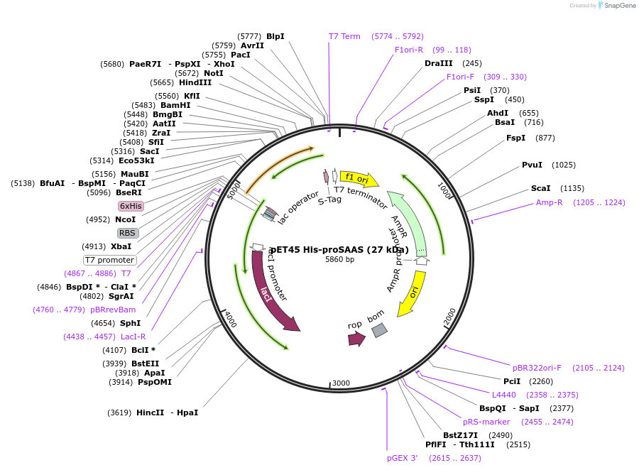 231637-plasmid-map-sequence-id-476305