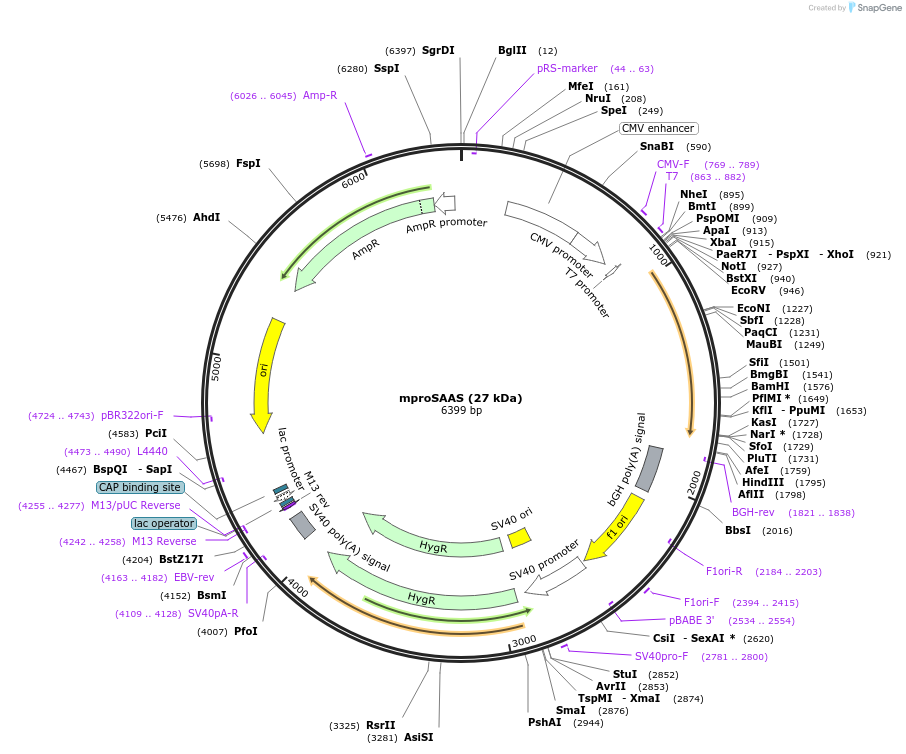 231633-plasmid-map-sequence-id-476307