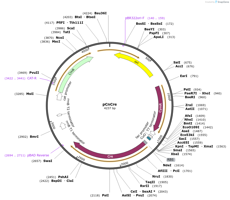 232907-plasmid-map-sequence-id-476310