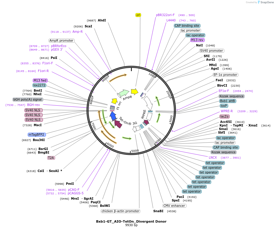 229784-plasmid-map-sequence-id-476313