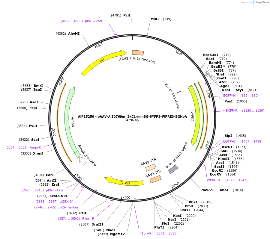 233573-plasmid-map-sequence-id-476317