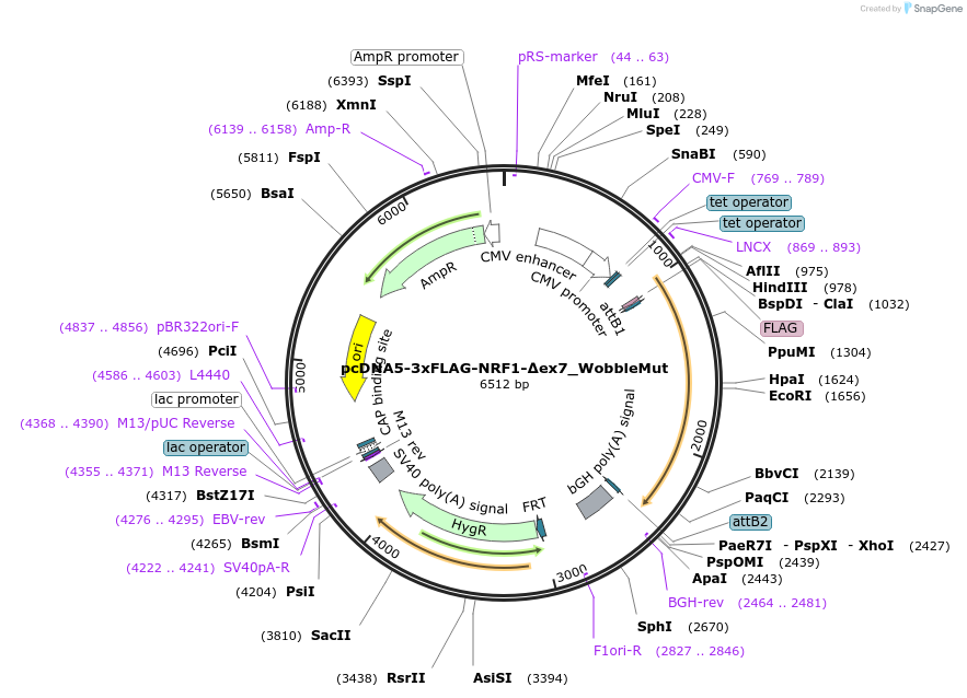237456-plasmid-map-sequence-id-476325
