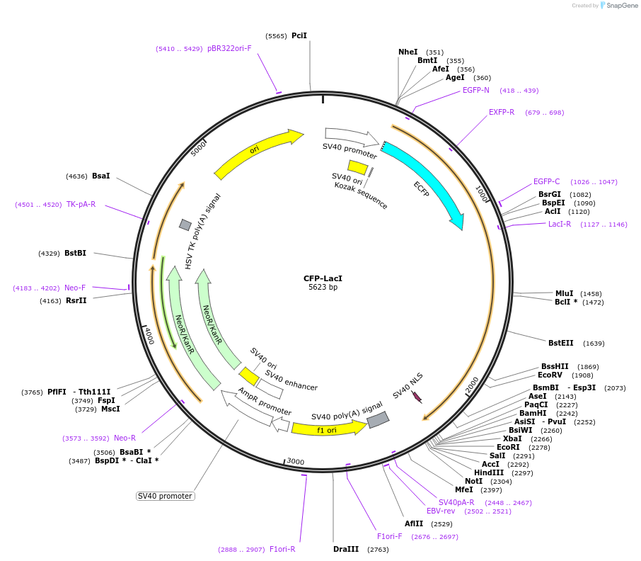 238277-plasmid-map-sequence-id-476326